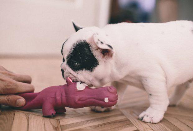 french bulldog with toy