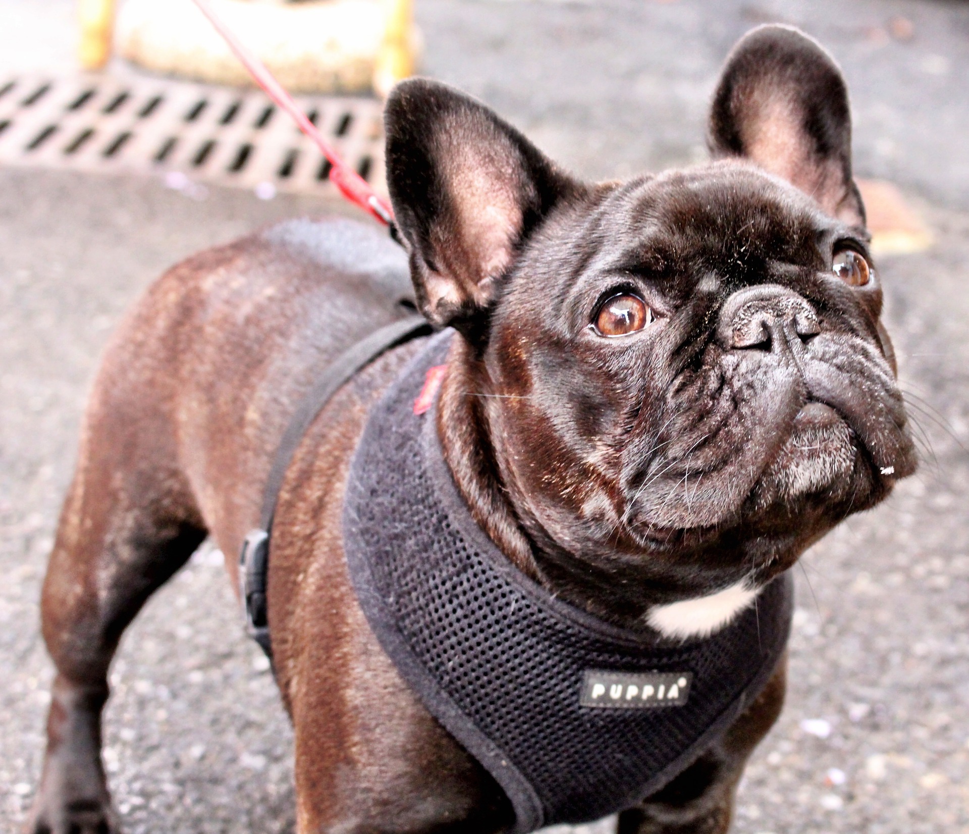 french bulldog with an harness