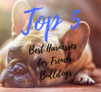 Top 5 Best Harnesses for French Bulldogs