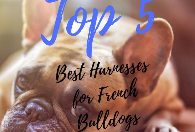 Top 5 Best Harnesses for French Bulldogs