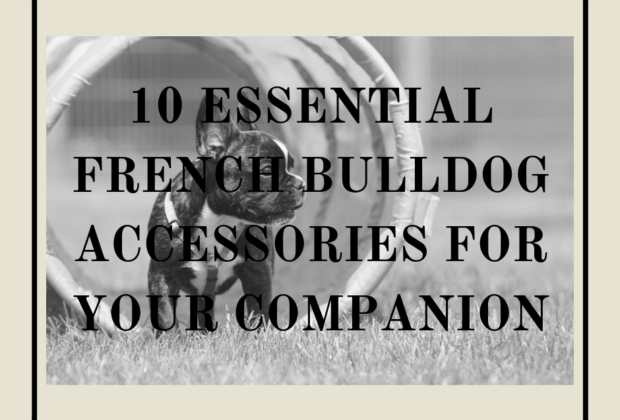 10 Essential French Bulldog Accessories for Your Companion